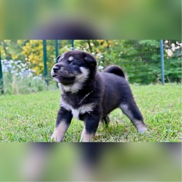 柴犬(標準サイズ)【秋田県・男の子・2024年5月15日・黒】の写真「元気いっぱいの男の子です！」
