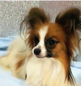 岸田和子ブリーダーのブログ：パピヨンの子犬