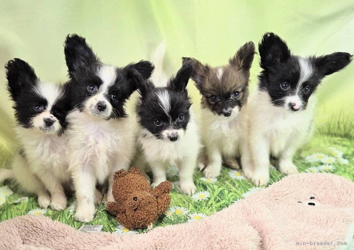 岸田和子ブリーダーのブログ：インタナショナルCHディーンの子犬が生まれてます