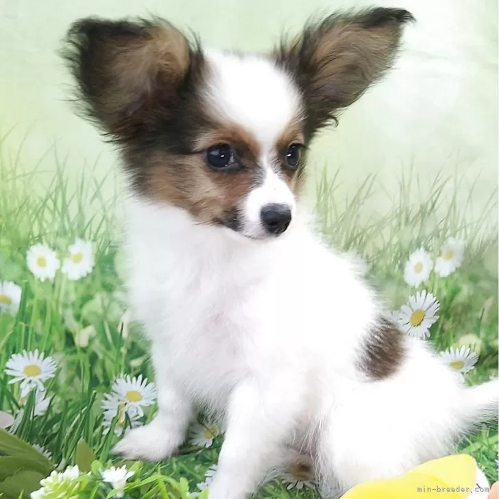 神零 様のお迎えした子犬