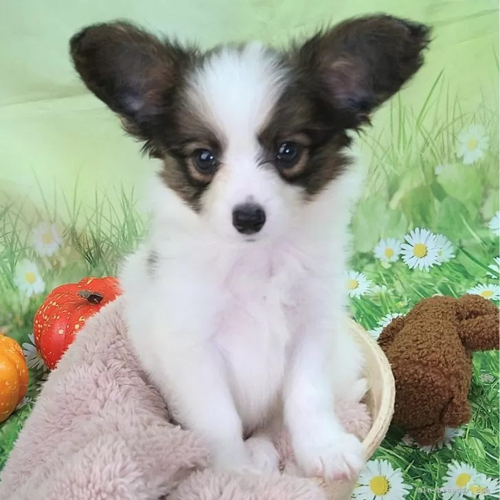 ID:2412-01854の子犬
