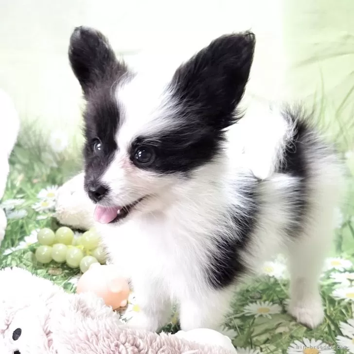 とまと 様のお迎えした子犬