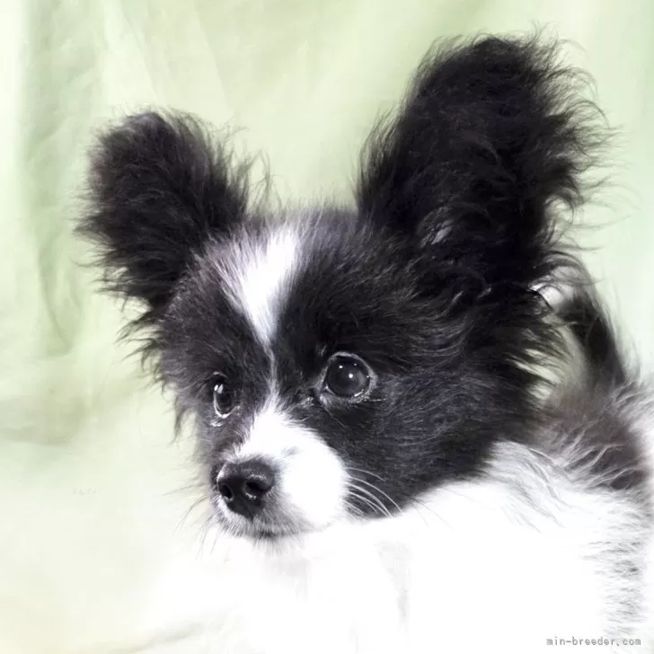 ID：2508-08792の子犬