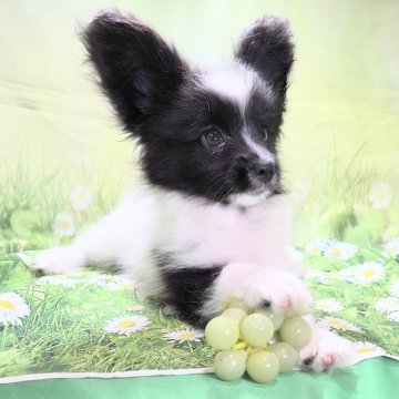 パピヨン【埼玉県・女の子・2025年7月26日・ホワイト&ブラック】の写真「母犬チャンピオン犬☆小さめの女の子♡♡」