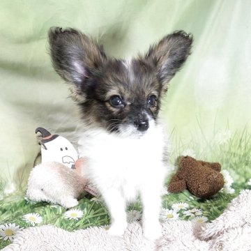 パピヨン【埼玉県・男の子・2025年8月27日・ホワイト&セーブル】の写真「小さめの男の子、お顔可愛く元気いっぱい。甘えん坊」