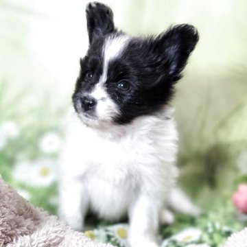 パピヨン【埼玉県・男の子・2025年7月26日・ホワイト&ブラック】の写真「母犬チャンピオン犬☆小さめの男の子♡♡う」