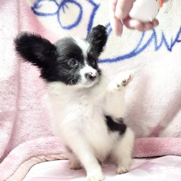 パピヨン【埼玉県・男の子・2025年8月27日・ホワイト&ブラック】の写真「おっとりした男の子、お顔可愛く元気いっぱい。」