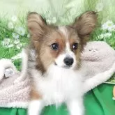 パピヨン