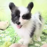 パピヨン