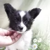 パピヨン