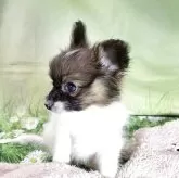 パピヨン【埼玉県・男の子・2025年8月27日・ホワイト&セーブル】の写真3「マズルも短く、大人になってからも可愛いお顔」