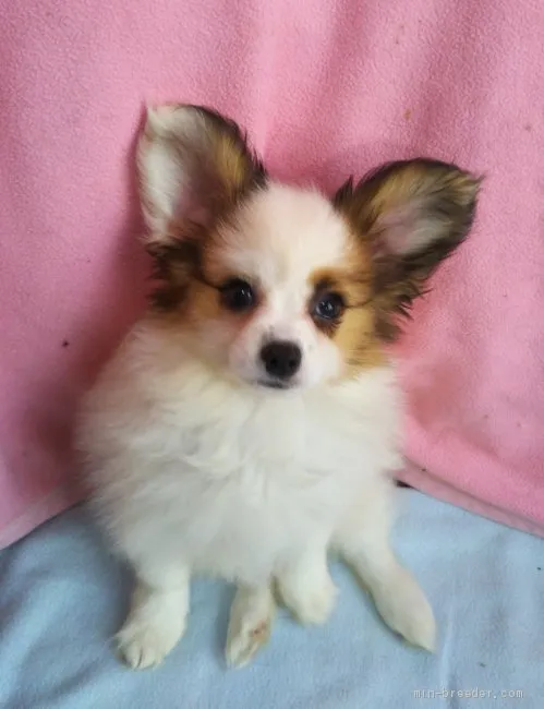 ID:1911-01169の子犬