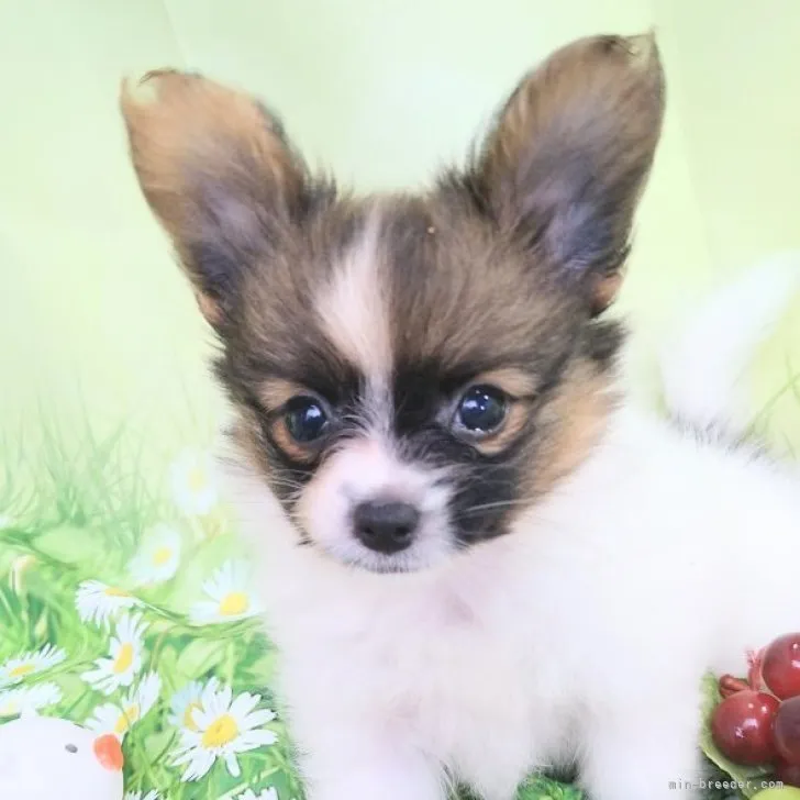 ID:2308-01680の子犬