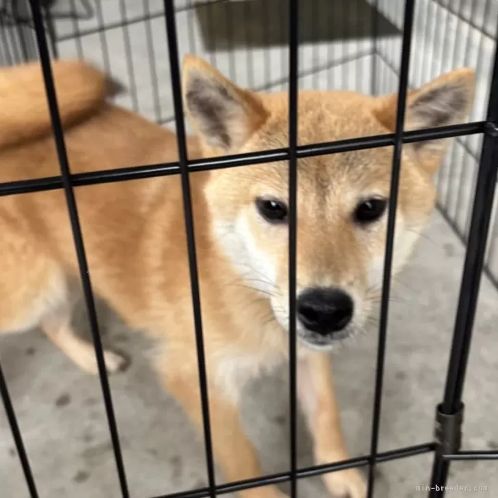 ID:2409-04322の子犬