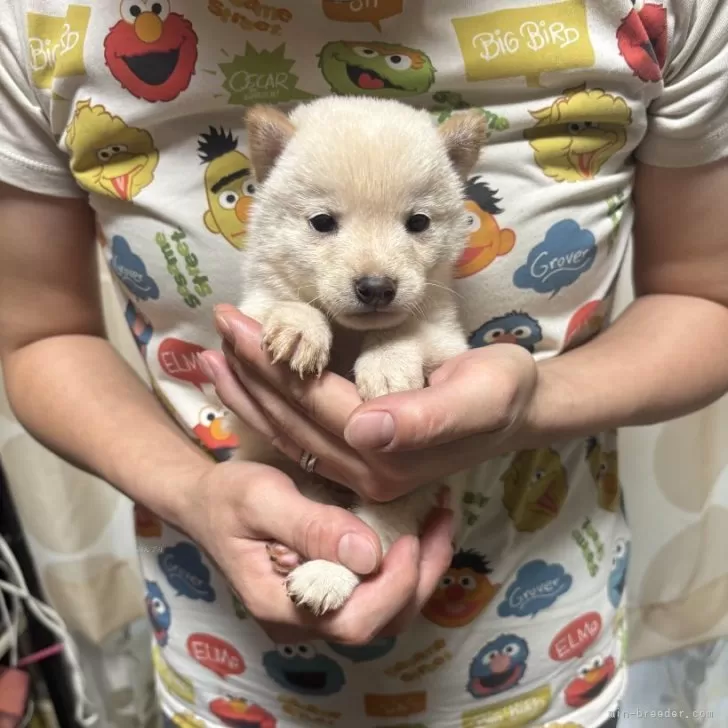 K.T 様のお迎えした子犬