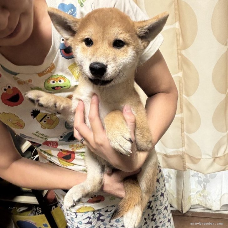 ブリーダー画像