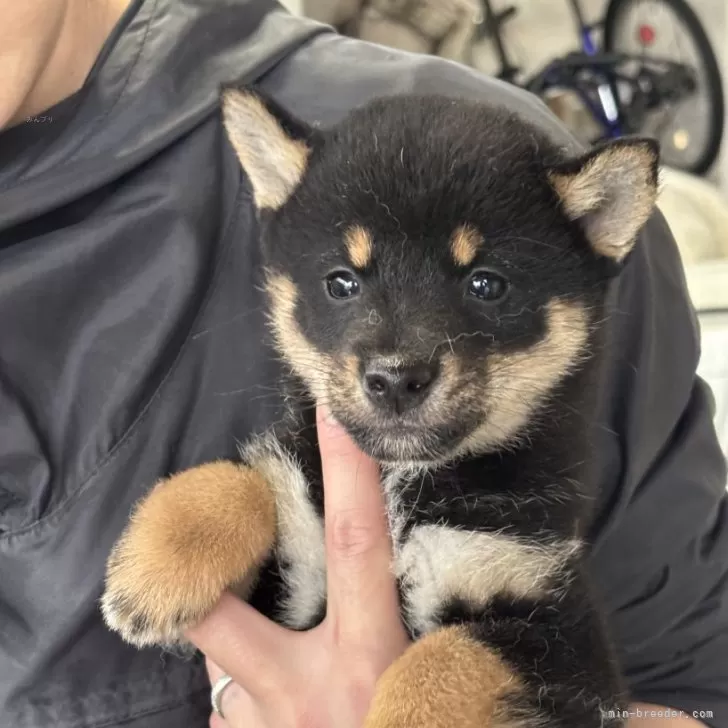 りん 様のお迎えした子犬