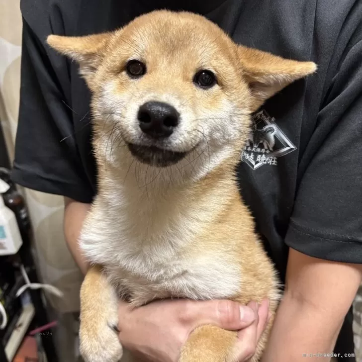 豆柴【香川県・男の子・2025年5月26日・赤色】の写真1