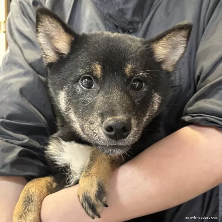 ID:2501-00656の子犬