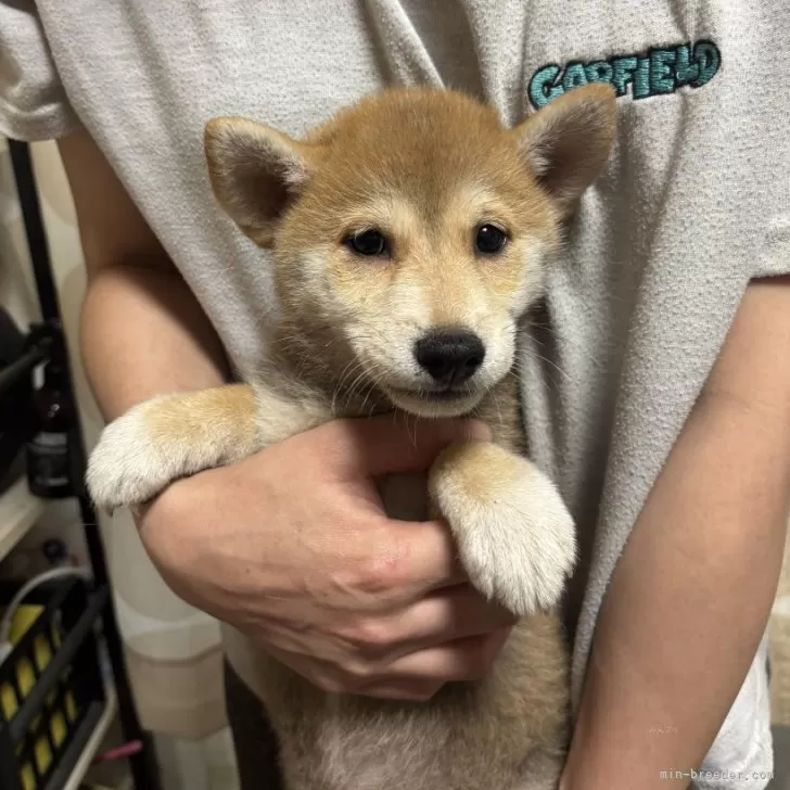 ID:2506-02678の子犬