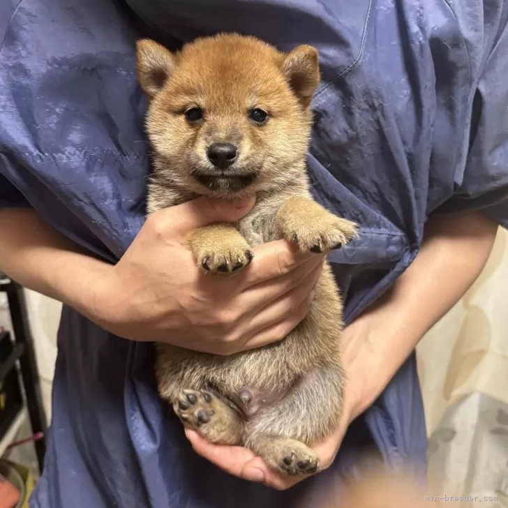 柴犬(標準サイズ)【香川県・男の子・2025年4月17日・赤色】の写真1