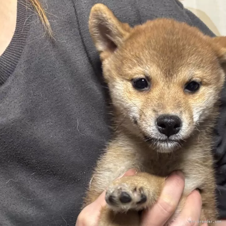 柴犬(標準サイズ)【香川県・女の子・2025年9月16日・赤色】の写真1