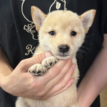 柴犬(豆柴)【香川県・女の子・2025年6月17日・白色】の写真「小さくて可愛いです。」
