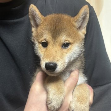 豆柴【香川県・男の子・2025年9月17日・赤色】の写真「小さい男の子」