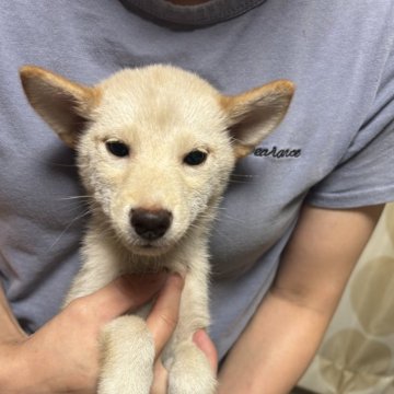 柴犬(標準サイズ)【香川県・女の子・2025年4月17日・白色】の写真「小ぶりで可愛い女の子」