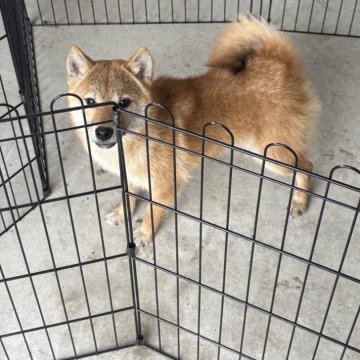 柴犬(豆柴)【香川県・男の子・2024年8月7日・赤色】の写真「小さい柴犬」
