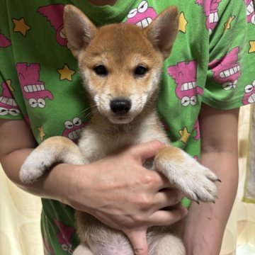 柴犬(豆柴)【香川県・男の子・2025年4月25日・赤色】の写真「実物可愛い男の子です。」