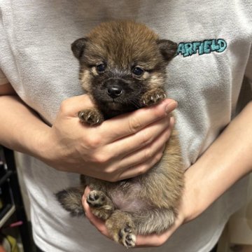 柴犬(標準サイズ)【香川県・女の子・2025年4月16日・赤色】の写真「小ぶりの女の子」