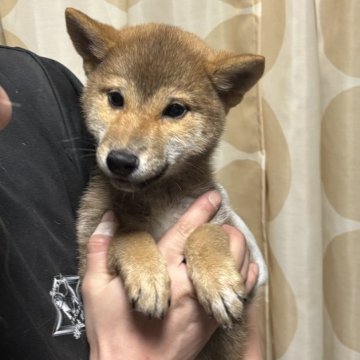 柴犬(標準サイズ)【香川県・男の子・2025年9月25日・赤色】の写真「小ぶり男の子」