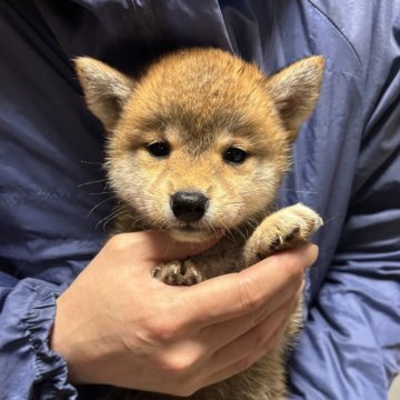 豆柴【香川県・女の子・2025年2月22日・赤色】の写真「小豆ちゃん」