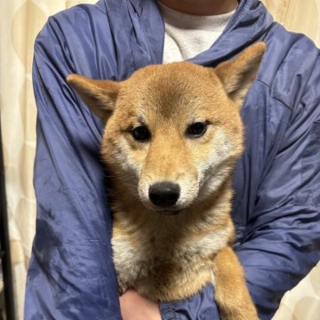 柴犬(標準サイズ)【香川県・女の子・2024年8月4日・赤色】の写真「小ぶりの女の子。」