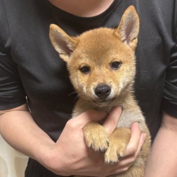 柴犬(標準サイズ)【香川県・男の子・2025年9月13日・赤色】の写真「イケメンくん。」