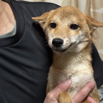 柴犬(豆柴)【香川県・男の子・2025年5月27日・赤色】の写真「かなり小さい男の子」