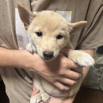 柴犬(豆柴)【香川県・女の子・2025年6月17日・白色】の写真「小さくて可愛いです。」