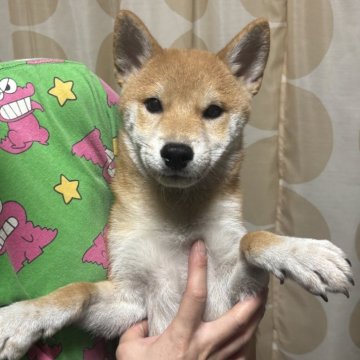 豆柴【香川県・男の子・2025年4月25日・赤色】の写真「実物可愛い男の子です。」