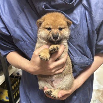 柴犬(標準サイズ)【香川県・男の子・2025年4月17日・赤色】の写真「小ぶりの男の子」