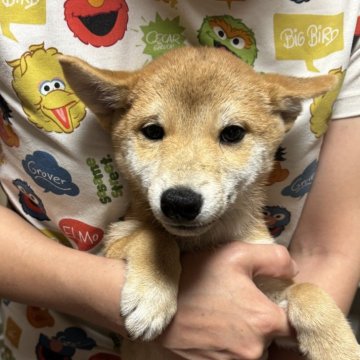 豆柴【香川県・男の子・2025年5月27日・赤色】の写真「かなり小さい男の子」