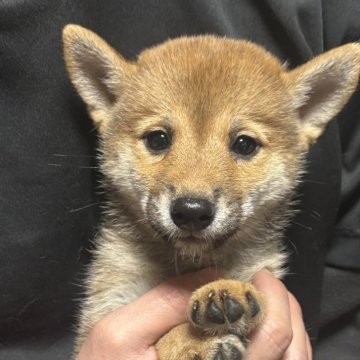 豆柴【香川県・女の子・2025年10月5日・赤色】の写真「小さい女の子」