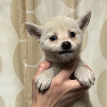 柴犬(豆柴)【香川県・女の子・2024年10月2日・白色】の写真「とても綺麗な真っ白な美人柴ちゃんです。」