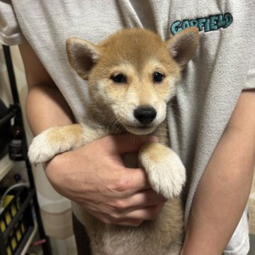 柴犬(豆柴)【香川県・男の子・2025年4月25日・赤色】の写真「小さくてイケメンです。」