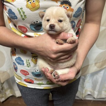 柴犬(豆柴)【香川県・女の子・2025年9月3日・白色】の写真「可愛いお顔です。」