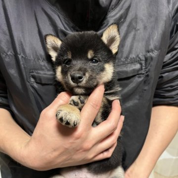 柴犬(豆柴)【香川県・男の子・2024年11月26日・黒】の写真「配色綺麗です。」