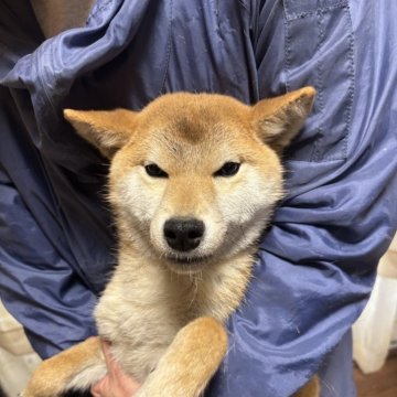 柴犬(標準サイズ)【香川県・男の子・2024年8月29日・赤色】の写真「お写真より実物の方が男前です。」