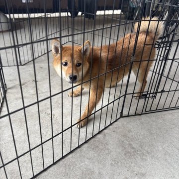 柴犬(豆柴)【香川県・女の子・2024年8月23日・赤色】の写真「小ぶりの柴ちゃん。」