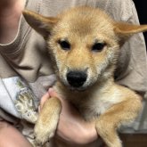 柴犬(標準サイズ)