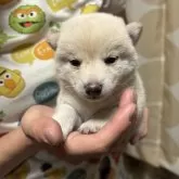 豆柴